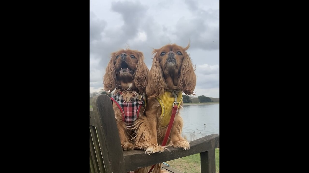 CutieCavaliers 🐶