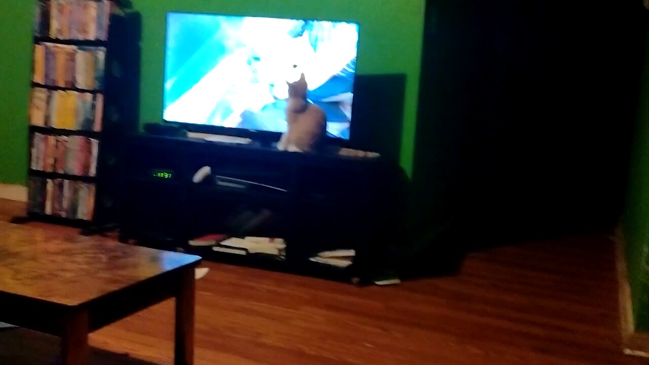 Our Kitten Watches TV Part 2