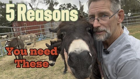 5 Reasons You NEED Mini Donkeys on Your Small Farm 🫏