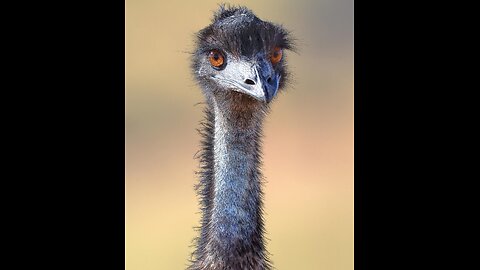 Emu