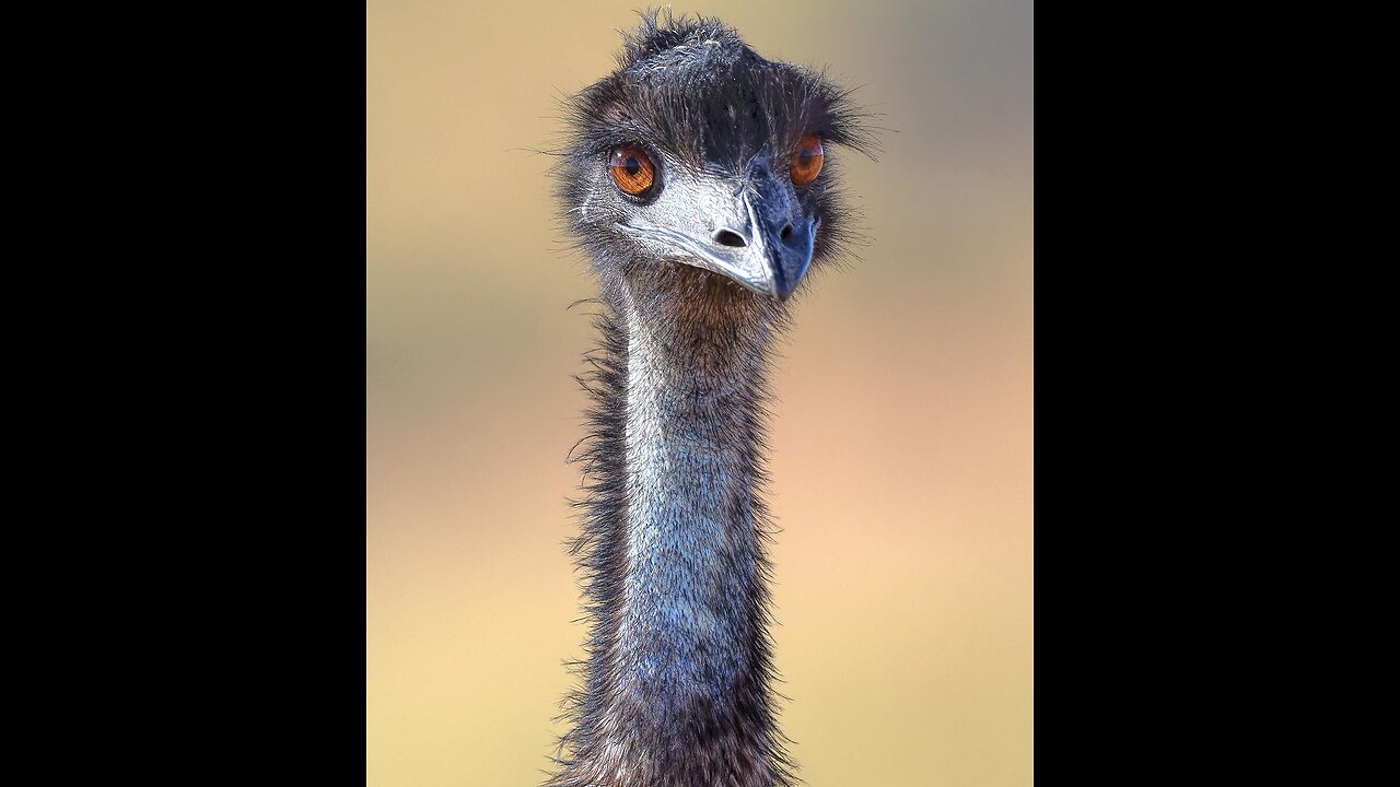 Emu