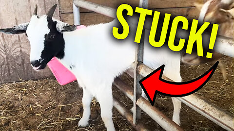 Our goats just LOVE getting stuck!