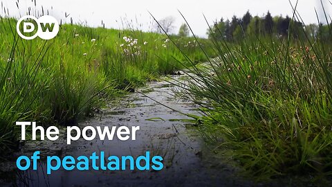 Climate protection from moors | DW Documentary