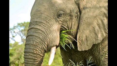 one of the big five in south africa