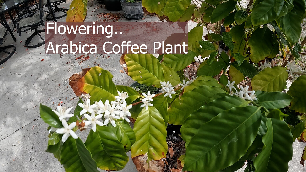 Flowering Arabica Coffee Plant