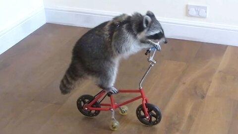 Funniest Animal Videos Ever (Part 17)