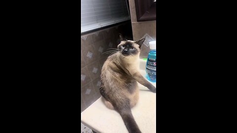 cats reaction video