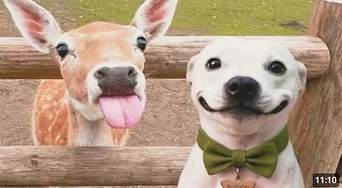 Funniest Animal Videos 😂 When Pets Show Their Silliest Side 😹