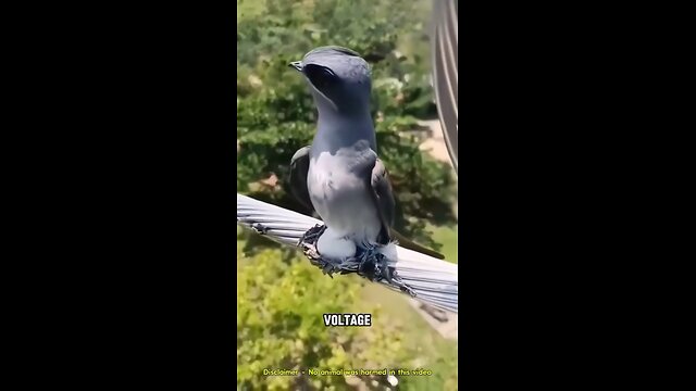 This bird lays eggs on power lines like it's no big deal