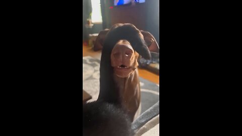 Try Not to Laugh – Funny Pets Edition!
