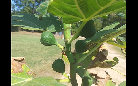 Malta Black Baby Figs 9/21/25
