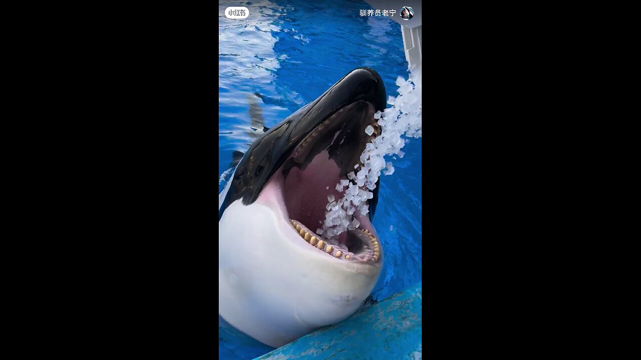 Fish eating food