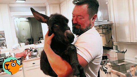 House Donkey Knows When It’s Bedtime And Loves Snuggling With Dad | Cuddle Buddies