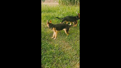 #dog lover