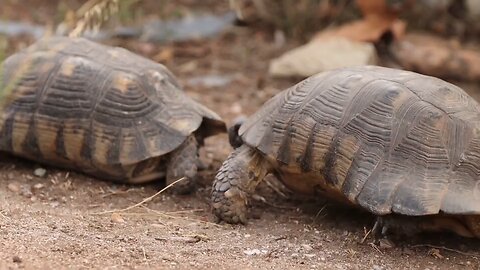 Tortoises interacting in their natural habitat 🐢🐢