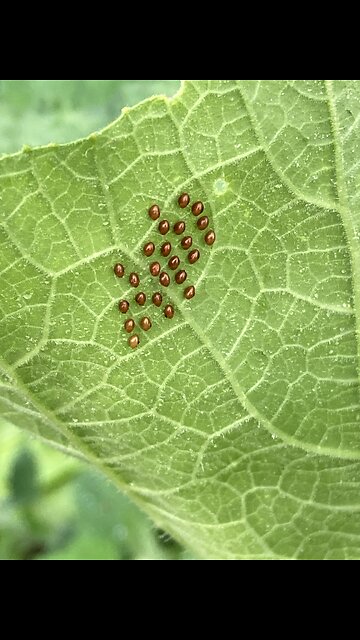 Squash bug/ Cucumber beetle eggs