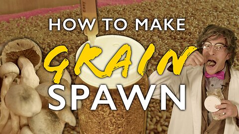 How to Make Grain Spawn for DIY Mushroom Cultivation