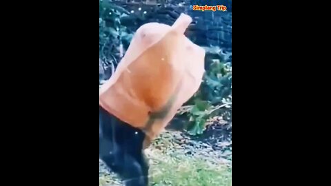 Simplang Trip 150: Monkey transformed after inserting himself inside the sack.