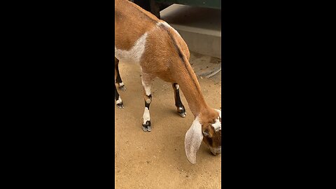 Nubian Goat 🐐 #goat #followme #shorts #trending #viral