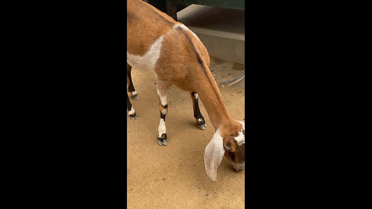 Nubian Goat 🐐 #goat #followme #shorts #trending #viral