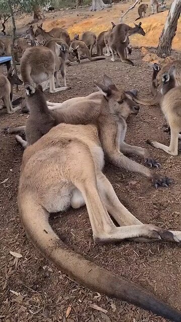 Kangaroo just lazy and chilling today | only in Australia 🇦🇺