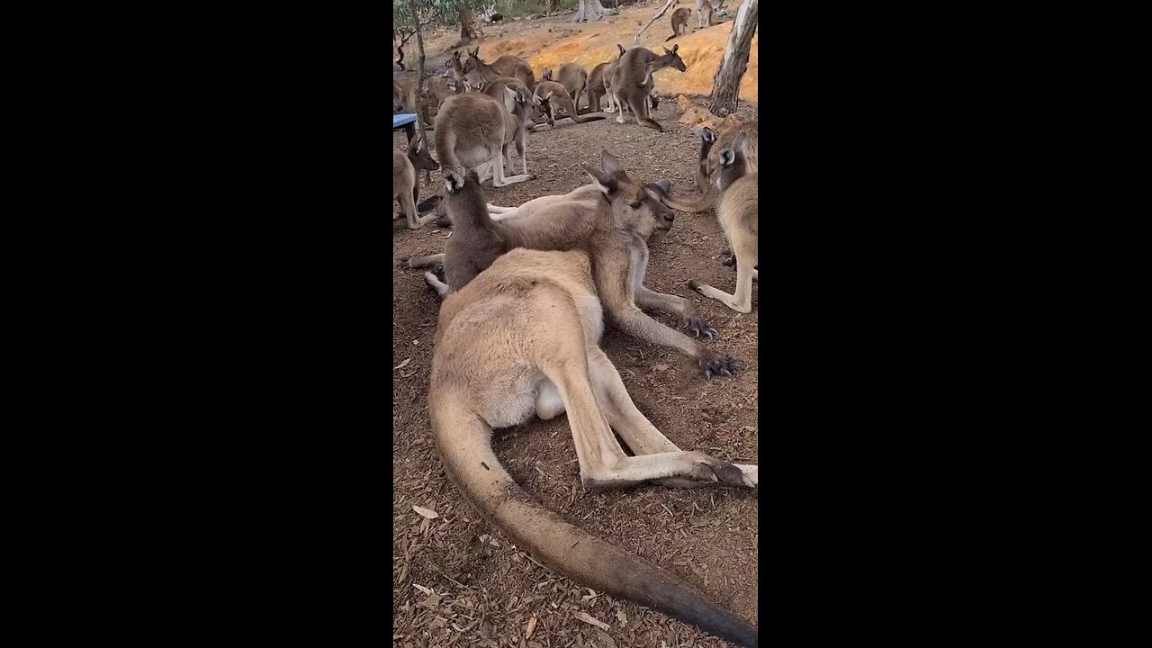 Kangaroo just lazy and chilling today | only in Australia 🇦🇺
