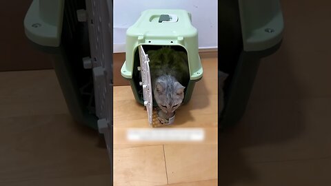 The guy found a homeless pregnant cat and saved her