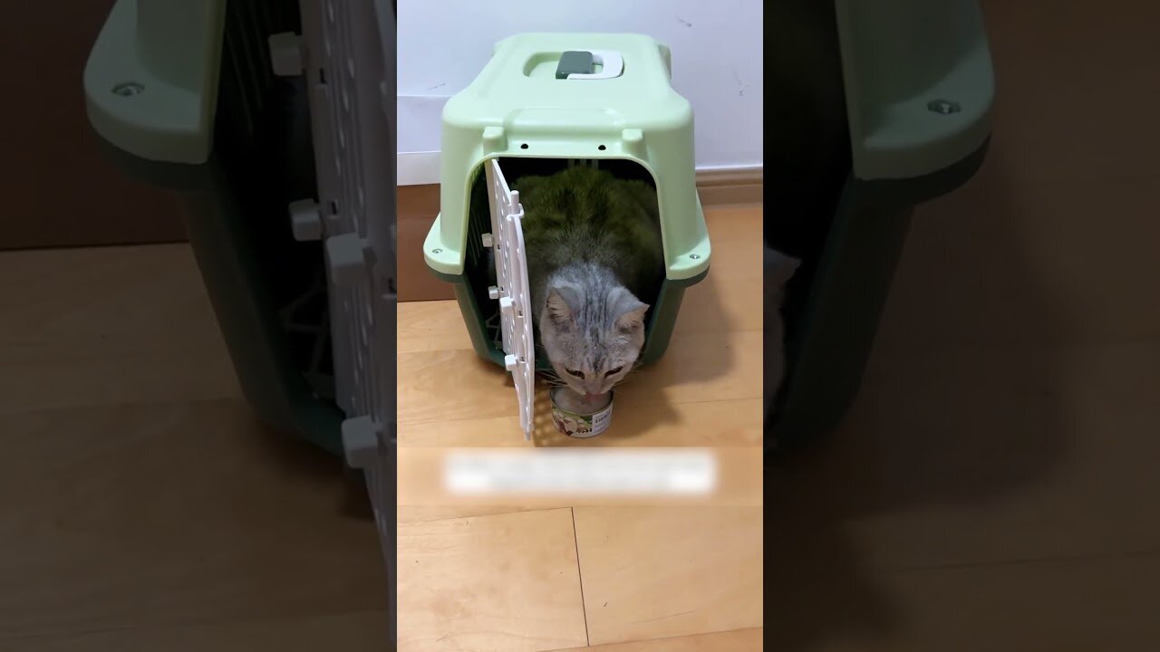 The guy found a homeless pregnant cat and saved her