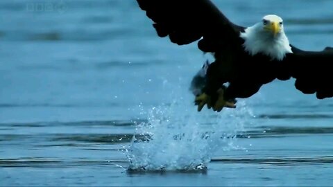 Eagle 🦅 catches salmon 🐟🐟
