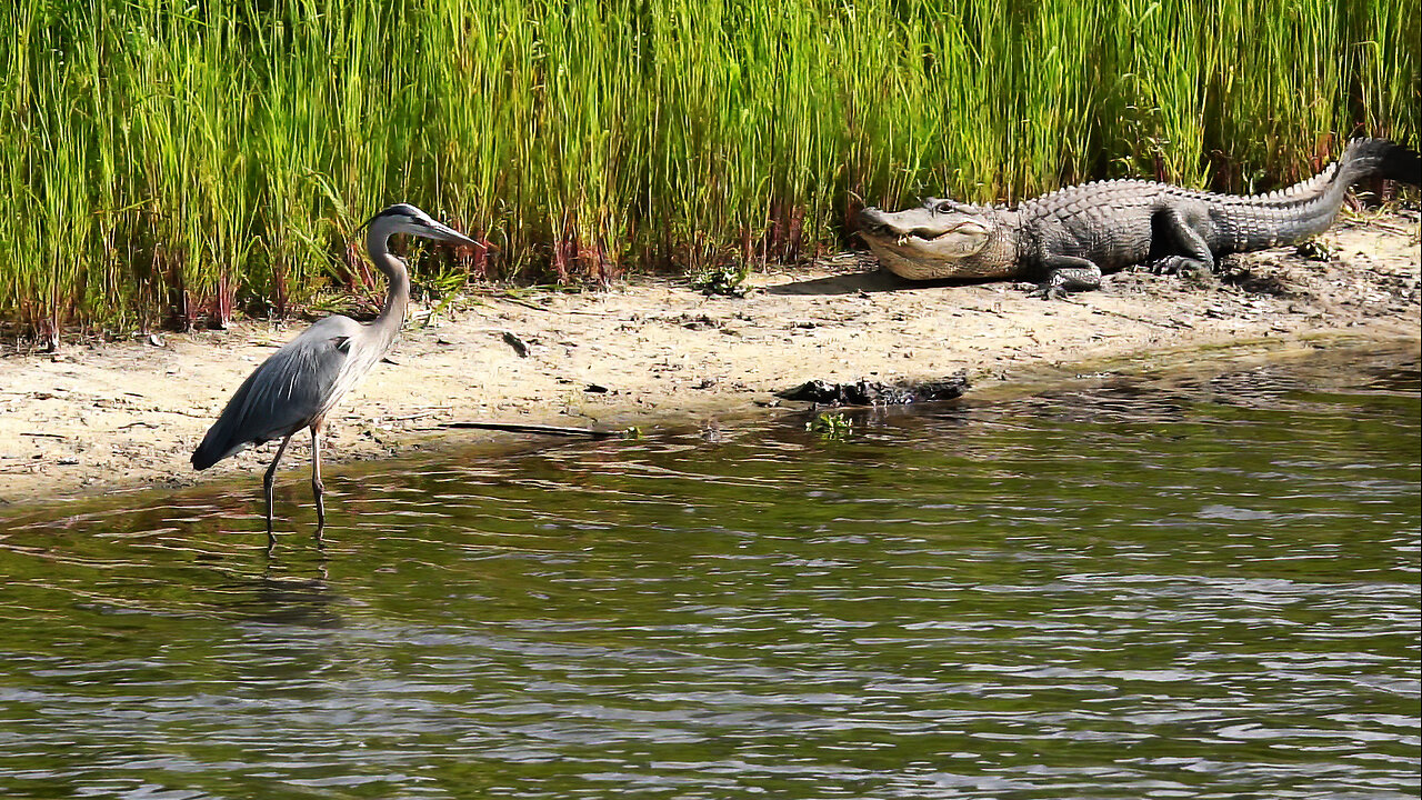 Close Encounters at Myakka River State Park: Great Blue Heron vs. Alligator!