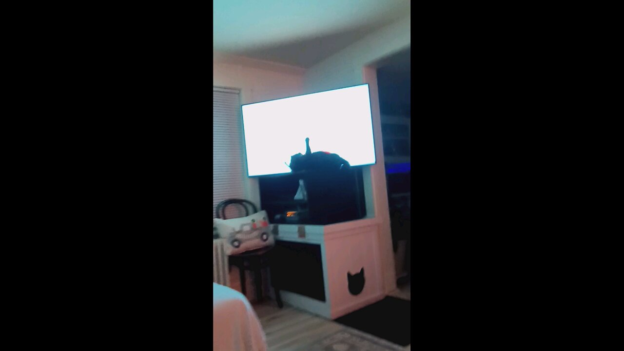 cat with red fish