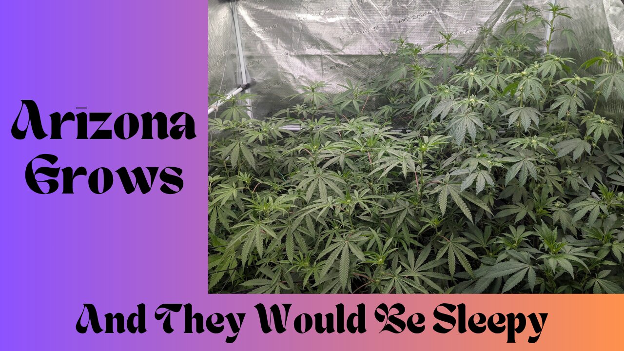 Day 24 Of Flower