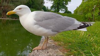 Hanging with the Dark Queen of the Pond. Female European Herring Gull