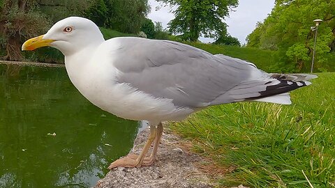 Hanging with the Dark Queen of the Pond. Female European Herring Gull