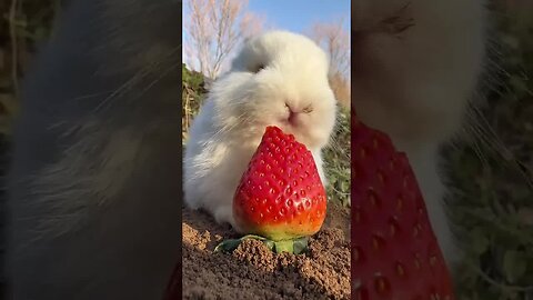 The chirping little mouth is so cute. Rabbit. Cute little pastoral pet.