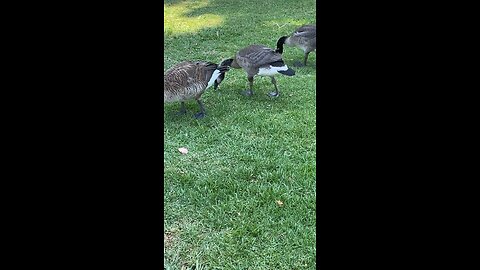 Canada Goose 🪿 #canadagoose #shorts #followme #viral #trending