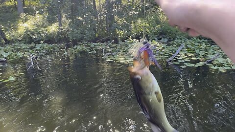Catching a few bass