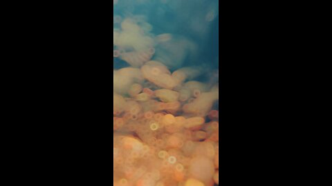 Under tha water