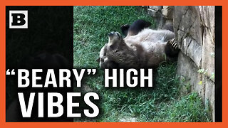 The Vibes Are "BEARY" High