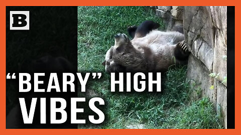 The Vibes Are "BEARY" High