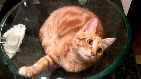 Kitten Gingy Paws wash