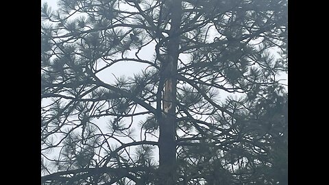 Tree top just came down