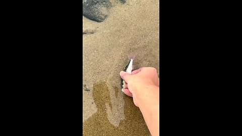 #comedy #usa #memes #viral #trendingshort #animals transformation #GlobalTrending shorts