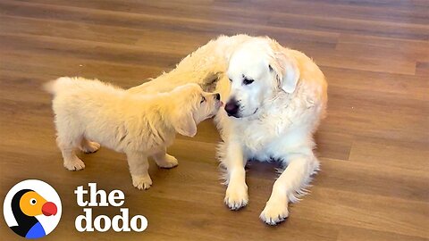 Watch This Dog Become A Big Brother For The First Time | The Dodo