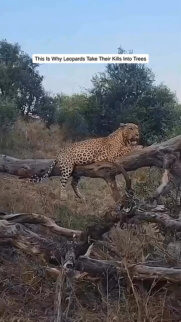 Near Escape……A leopard rests on a sturdy branch, finishing a