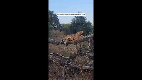 Near Escape……A leopard rests on a sturdy branch, finishing a