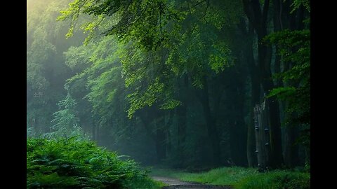 Gentle Rain sounds In The Forest -4K-🌳 For Relax or Sleeping Reducing Stress or Anxiety.
