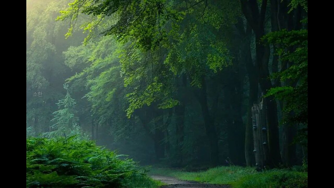 Gentle Rain sounds In The Forest -4K-🌳 For Relax or Sleeping Reducing Stress or Anxiety.