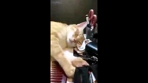Funny and cute cats