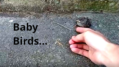Baby birds - 06-May-25